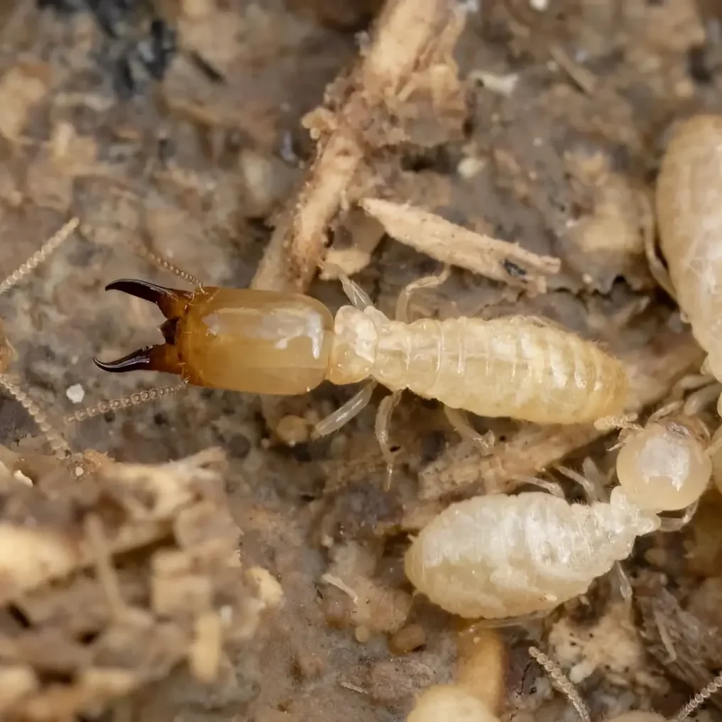 Termite