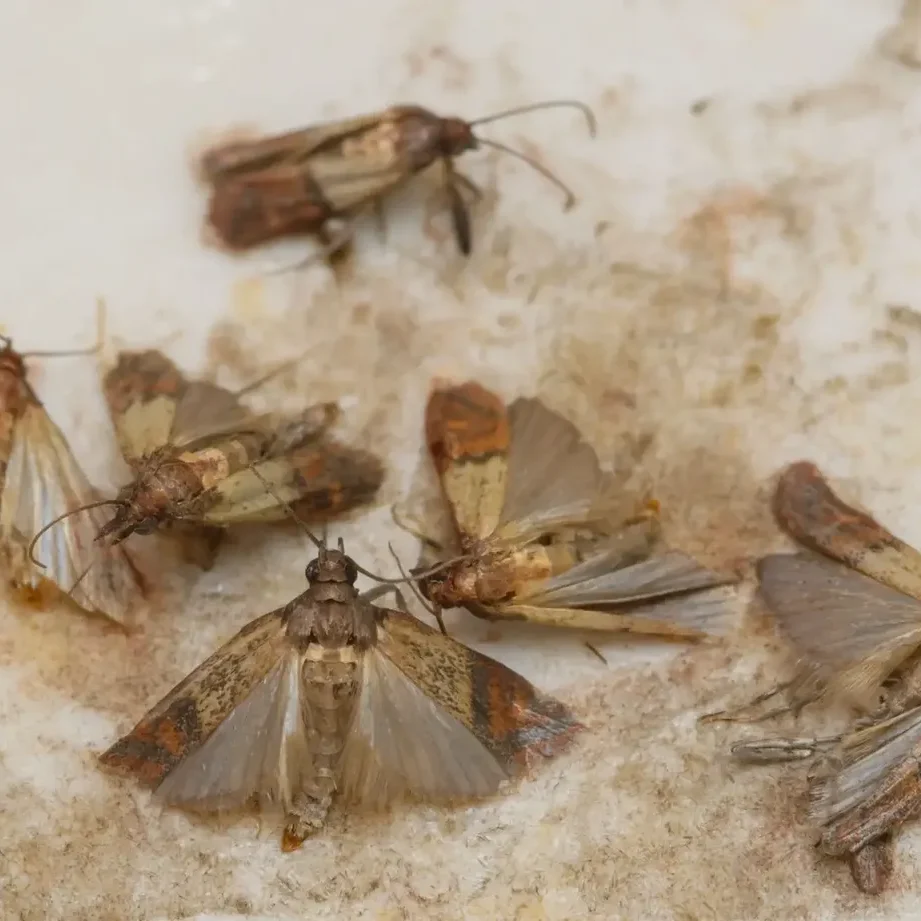 Moth