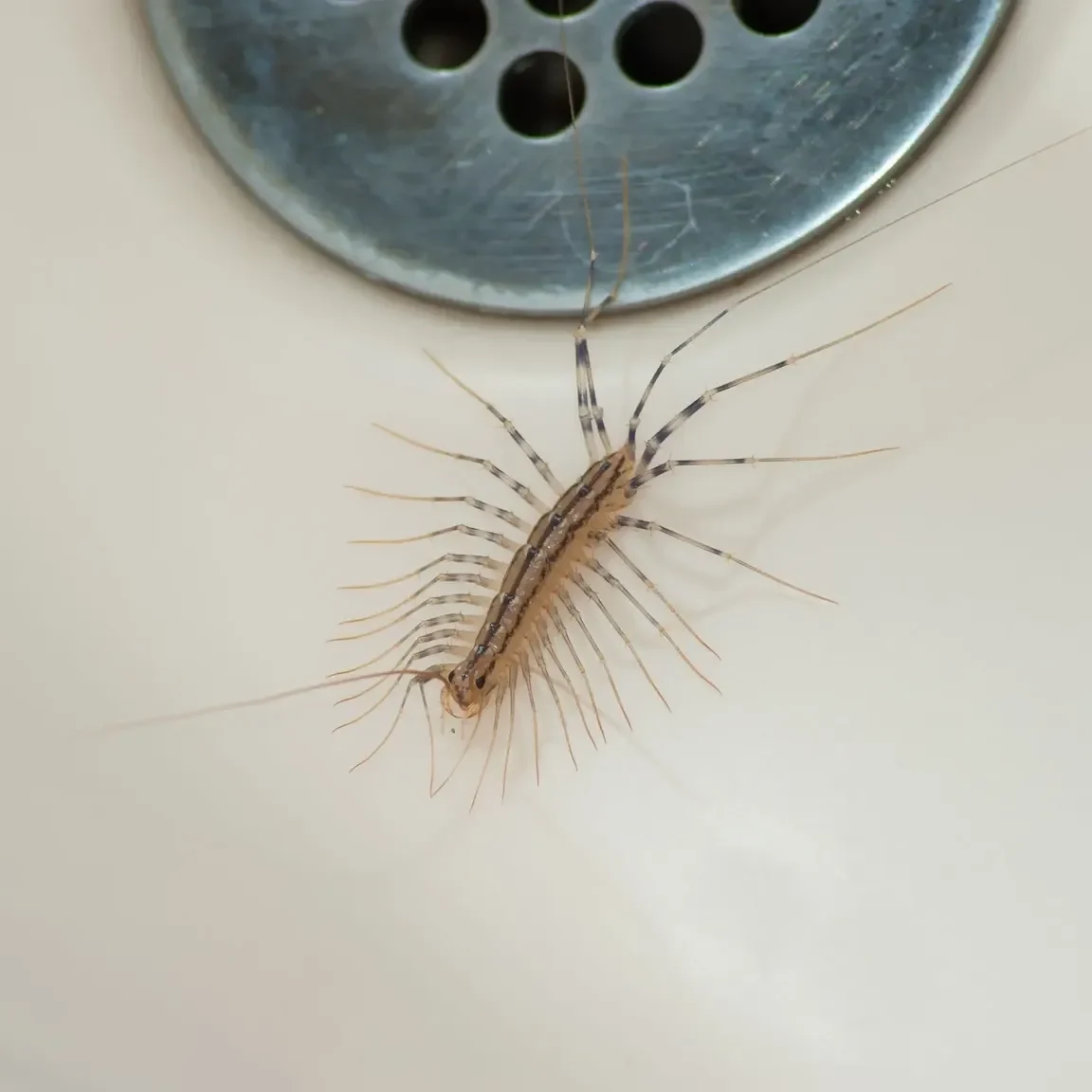 Centipede