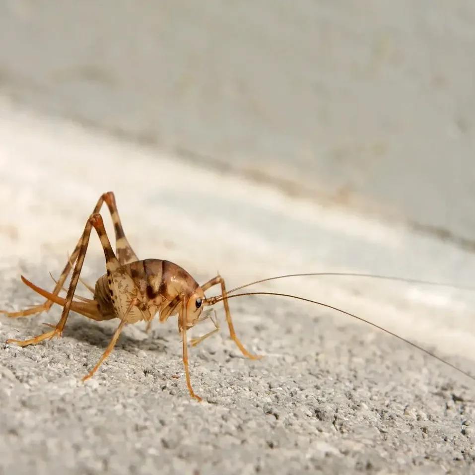 Cricket