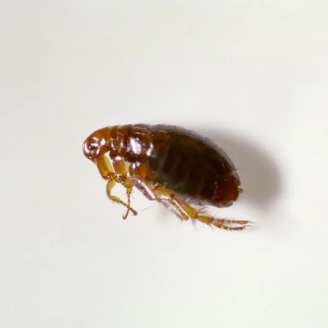Flea & Tick